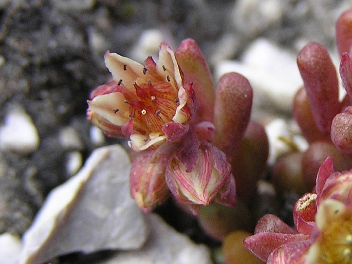 Sedum atratum