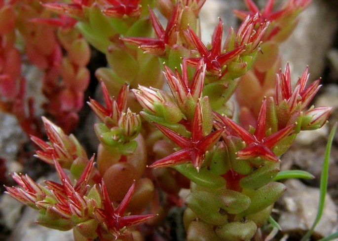 Sedum caespitosum