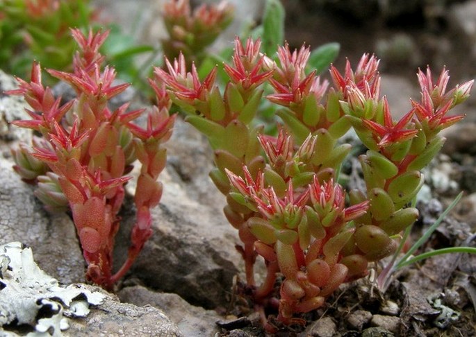 Sedum caespitosum