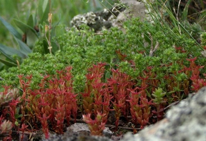 Sedum caespitosum