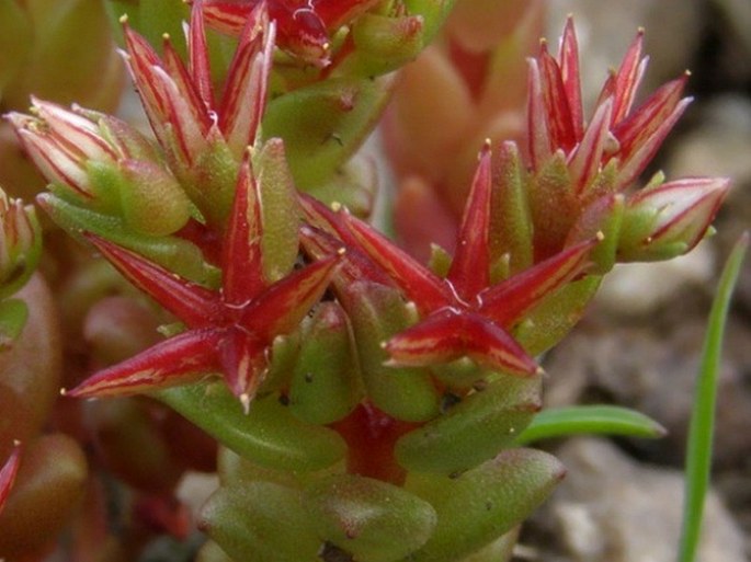 Sedum caespitosum