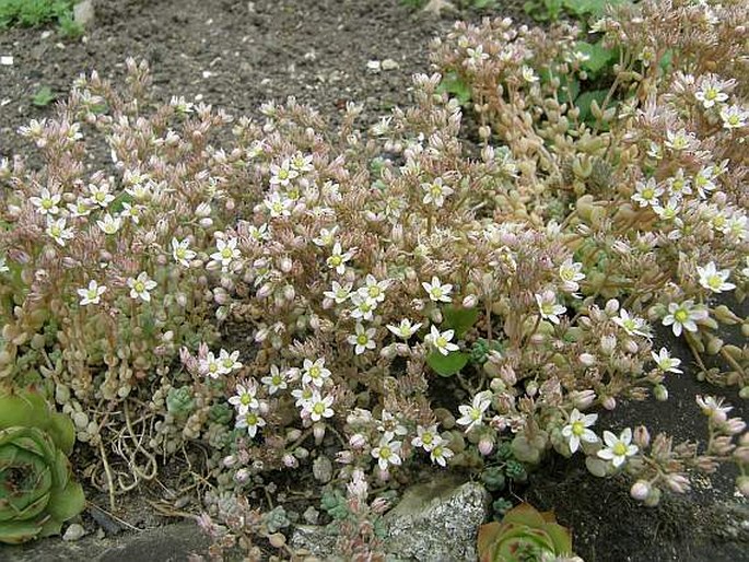 Sedum dasyphyllum