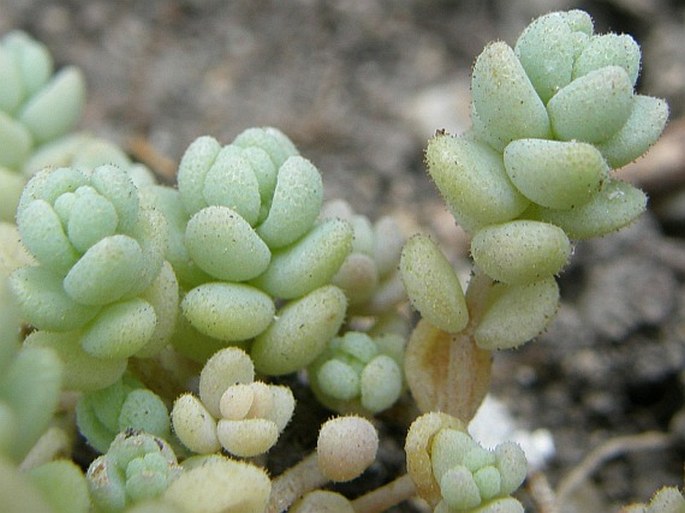 Sedum dasyphyllum