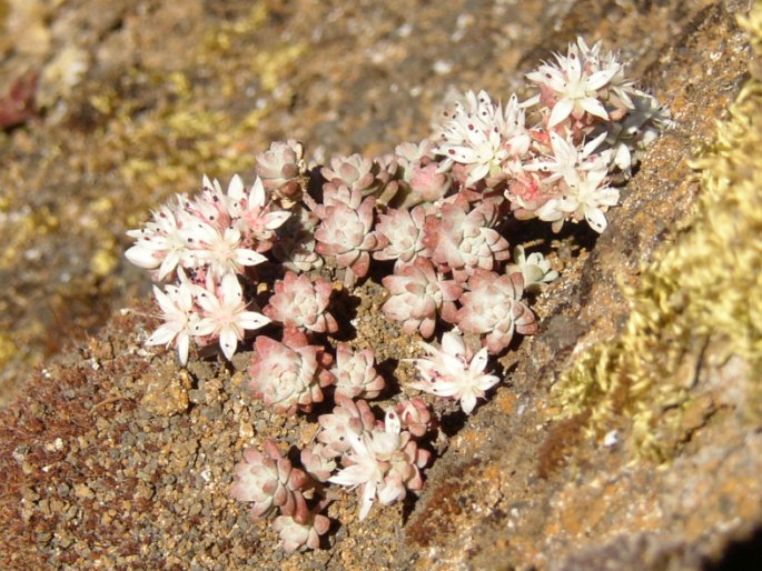 SEDUM FARINOSUM Lowe – rozchodník