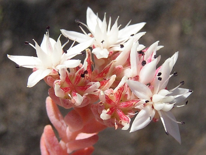 Sedum farinosum