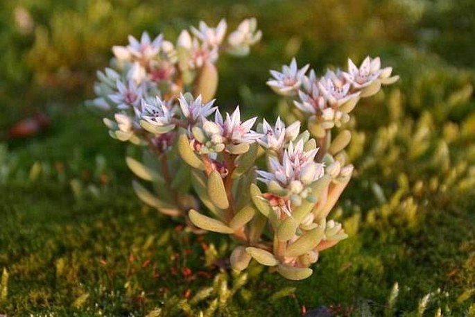 Sedum hispanicum