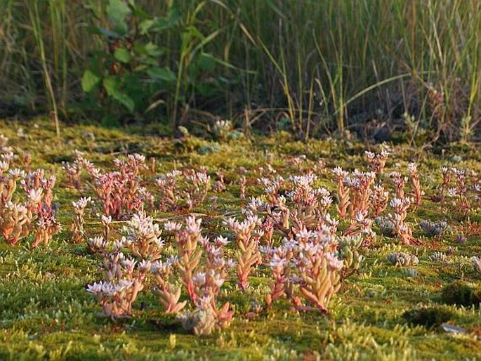 Sedum hispanicum