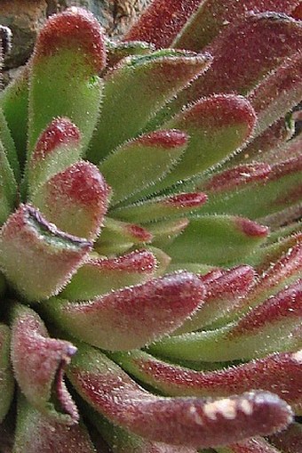 Sedum microstachyum