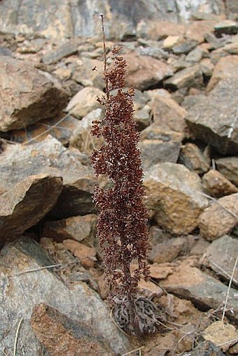 Sedum microstachyum