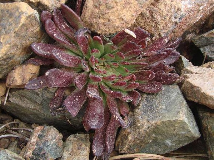 Sedum microstachyum