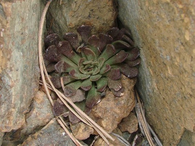 Sedum microstachyum