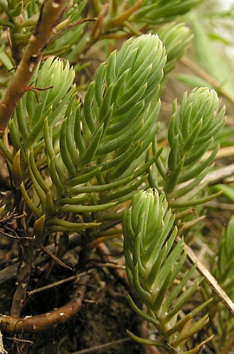 Sedum reflexum