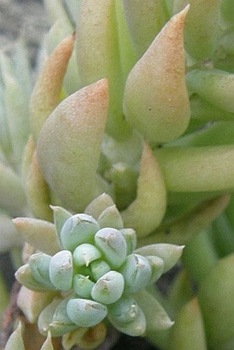 Petrosedum sediforme