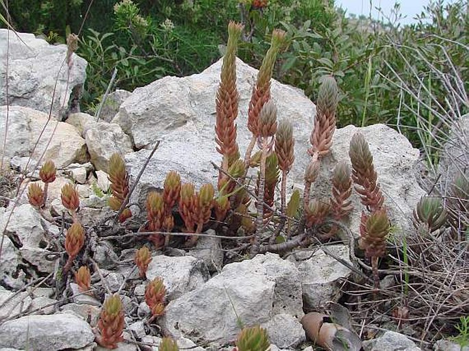 Sedum sediforme