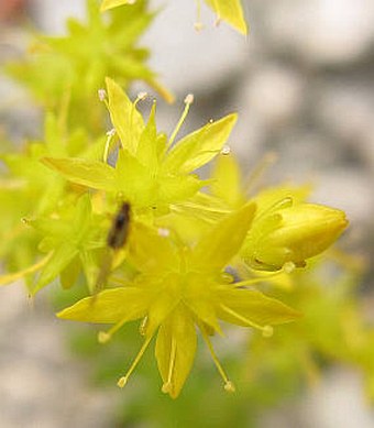 Sedum sexangulare