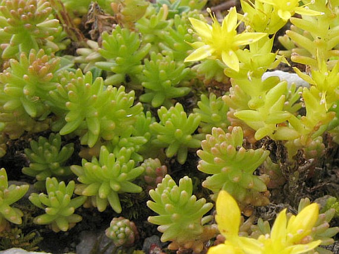 Sedum sexangulare