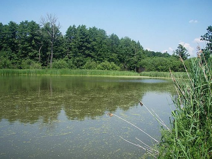 Pardubické Polabí, Šejval – přírodní památka