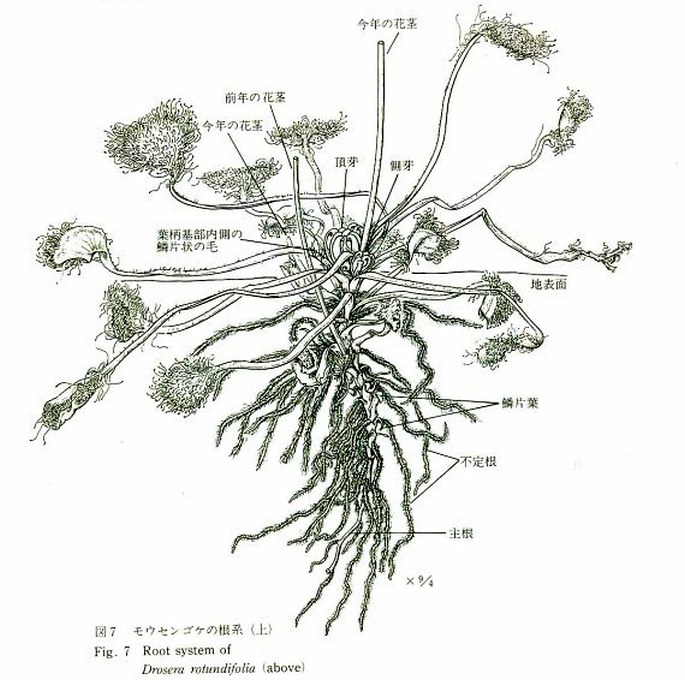 Annual Report of Botanic Garden Faculty of Science Kanazawa University