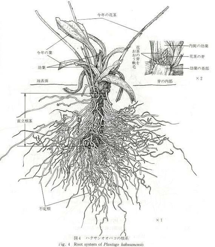 Annual Report of Botanic Garden Faculty of Science Kanazawa University