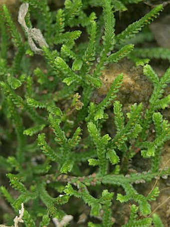 Selaginella denticulata