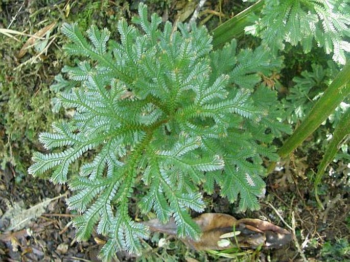 Selaginella fruticulosa