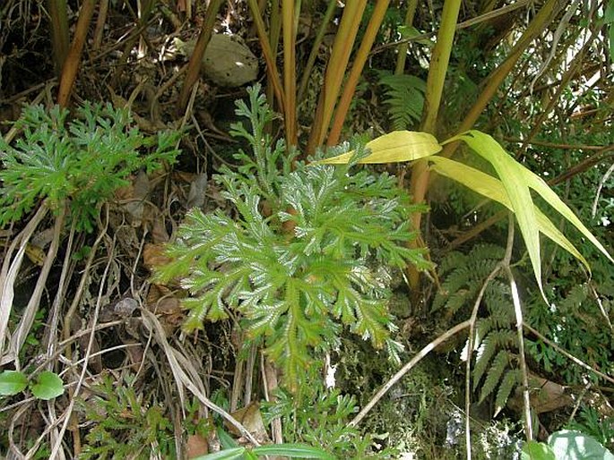 Selaginella fruticulosa