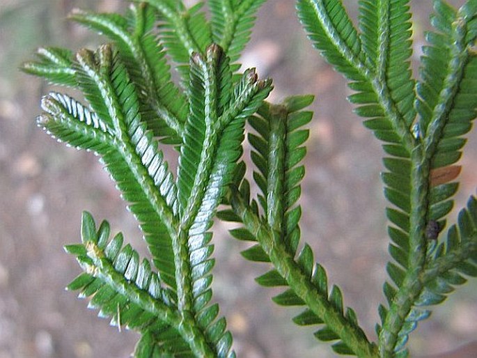 Selaginella fruticulosa