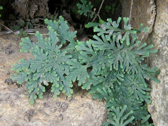 Selaginella imbricata