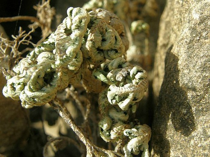 Selaginella imbricata