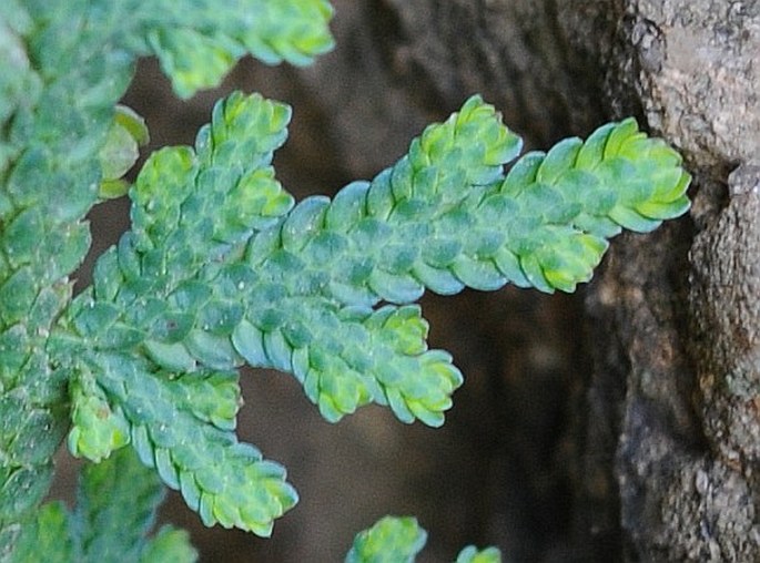 Selaginella imbricata