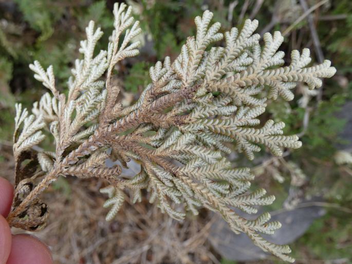 Selaginella imbricata