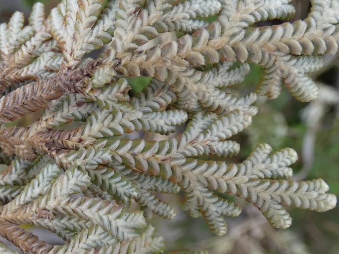 Selaginella imbricata