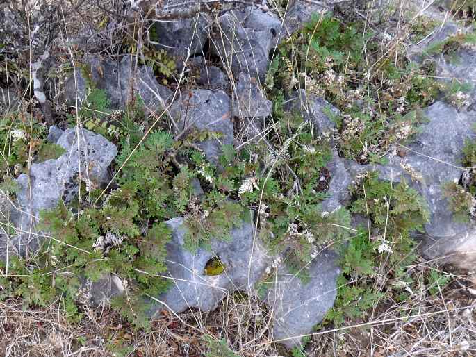 Selaginella imbricata