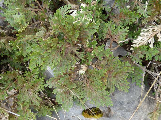 Selaginella imbricata