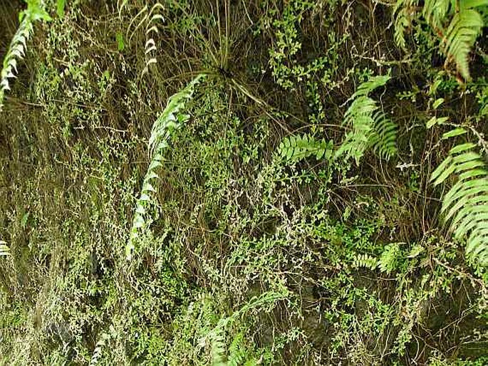 Selaginella obtusa