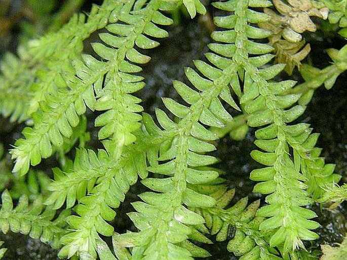 Selaginella obtusa