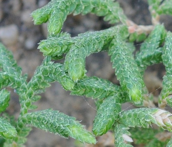 Selaginella yemensis