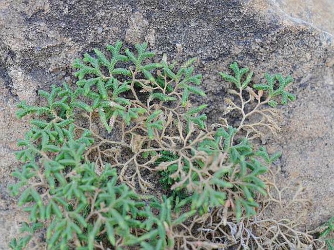 Selaginella yemensis