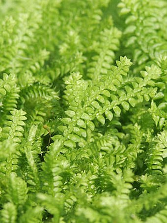 Selaginella helvetica