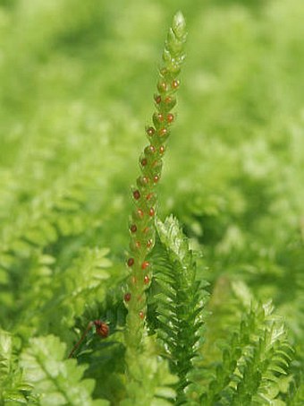 Selaginella helvetica