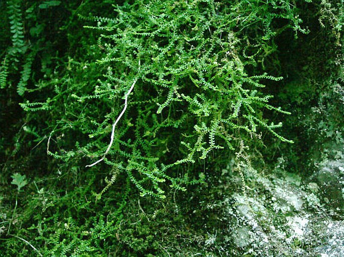 Selaginella helvetica