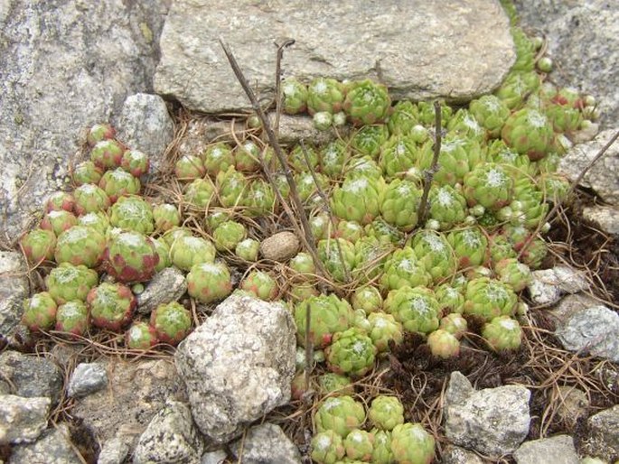 Sempervivum arachnoideum