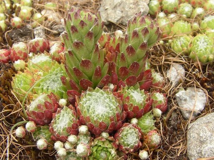 Sempervivum arachnoideum