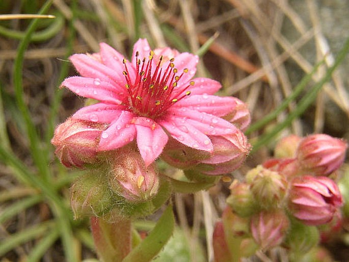 SEMPERVIVUM ARACHNOIDEUM L. – netřesk pavučinatý / skalnica pavučinatá