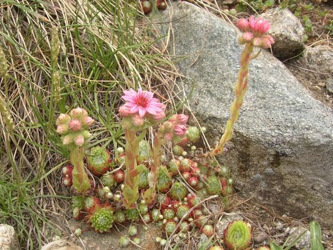 Sempervivum arachnoideum