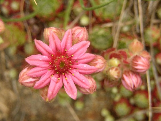 Sempervivum arachnoideum