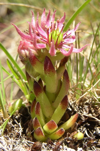 Sempervivum montanum