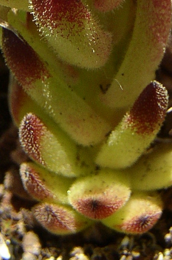 Sempervivum montanum