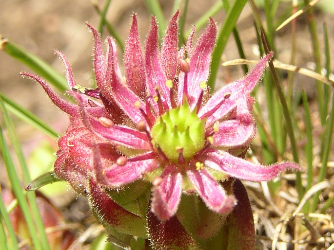 SEMPERVIVUM MONTANUM L. – netřesk horský / skalnica horská