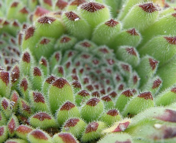 Sempervivum pittonii